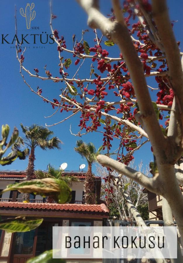 Kaktues Boutique Hotel Side Luaran gambar